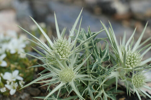 Eryngium glaciale, photograph 5
