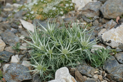 Eryngium glaciale, photograph 3