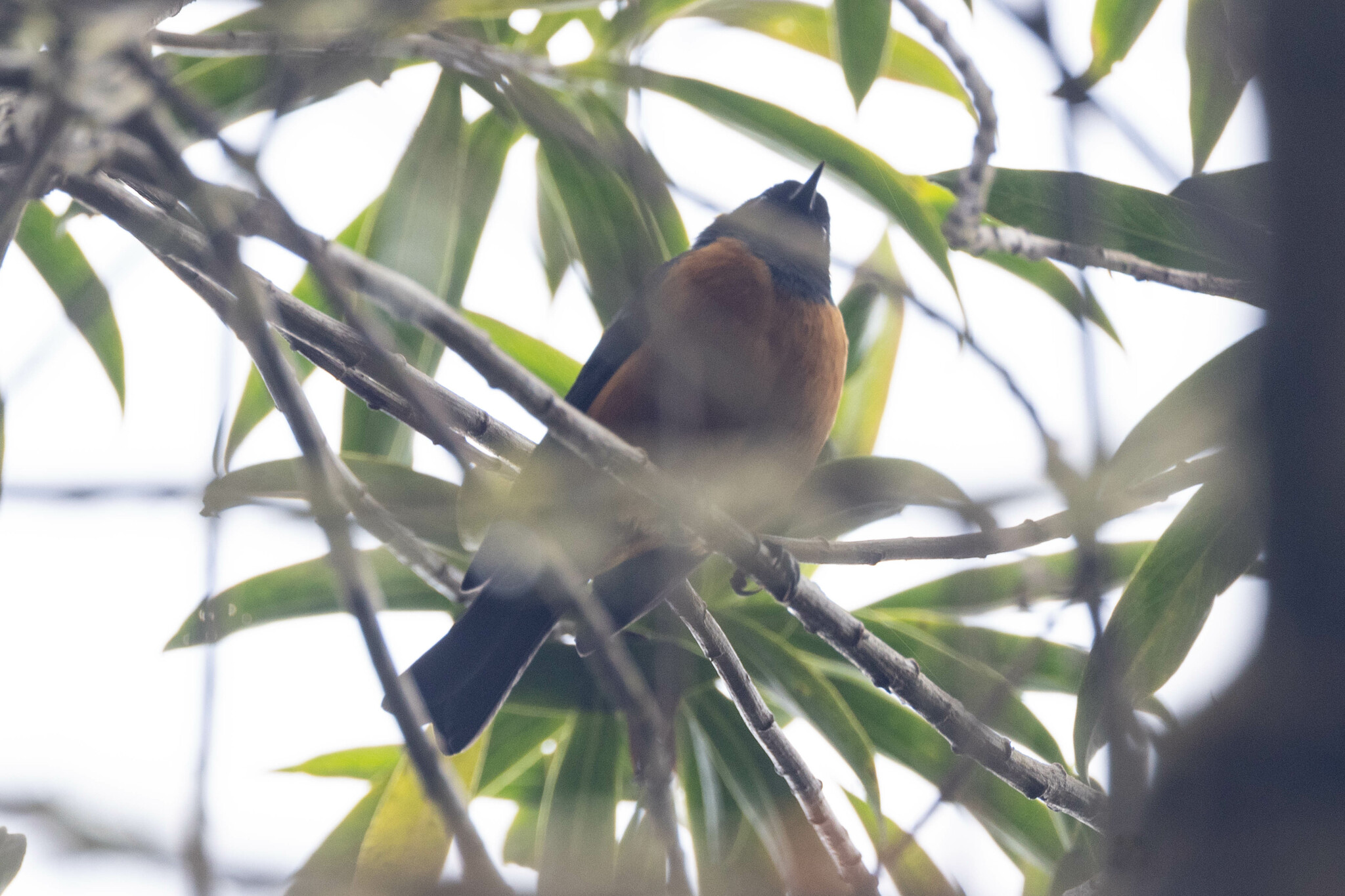 Blue-backed Conebill (Conirostrum sitticolor), photo 10
