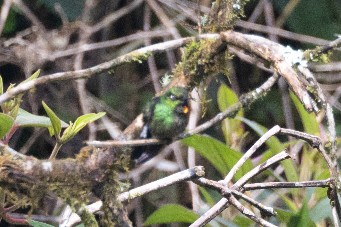 Flame-throated Sunangel (Heliangelus micraster), photo 1