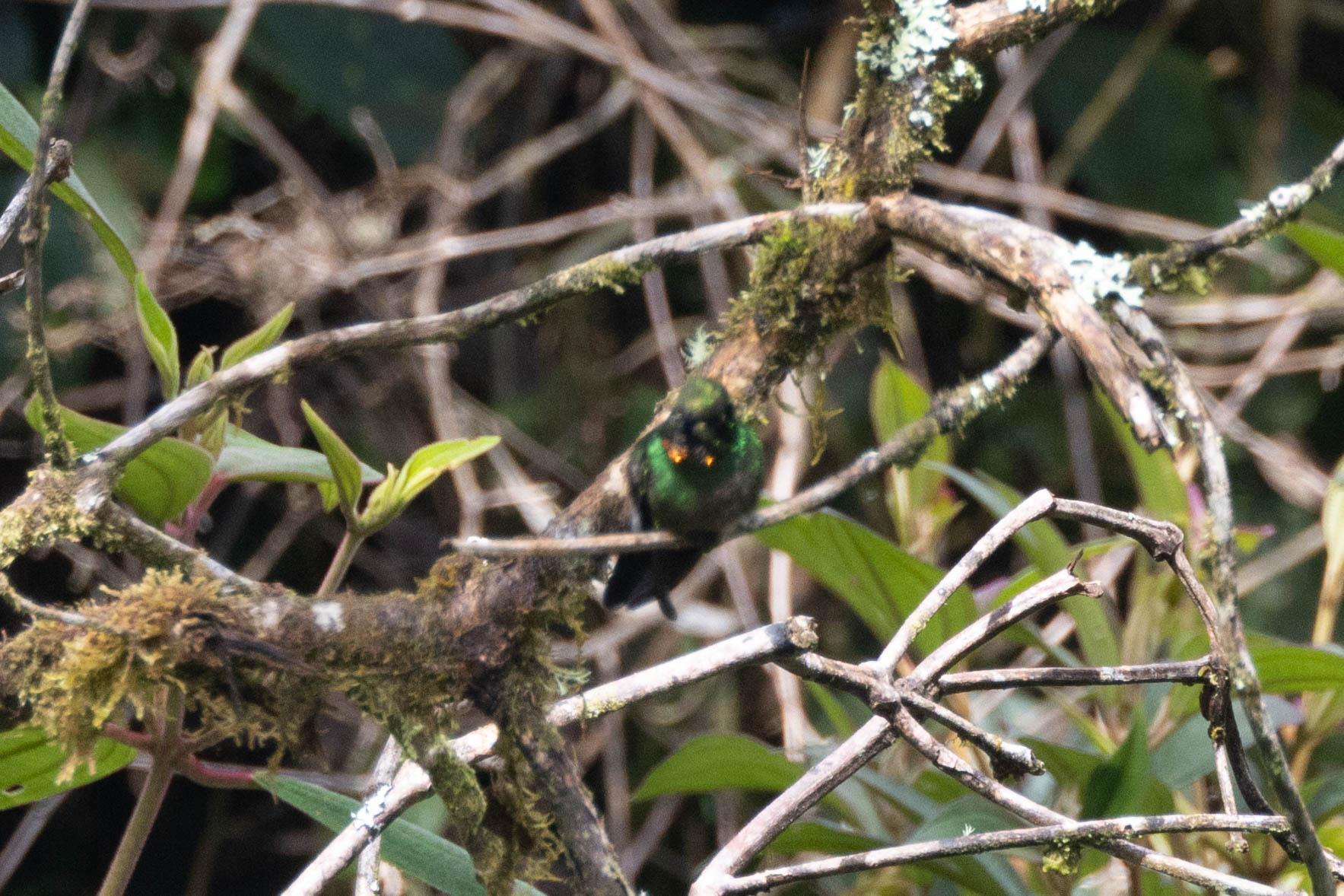 Flame-throated Sunangel (Heliangelus micraster), photo 2