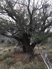 Cercocarpus ledifolius intermontanus
