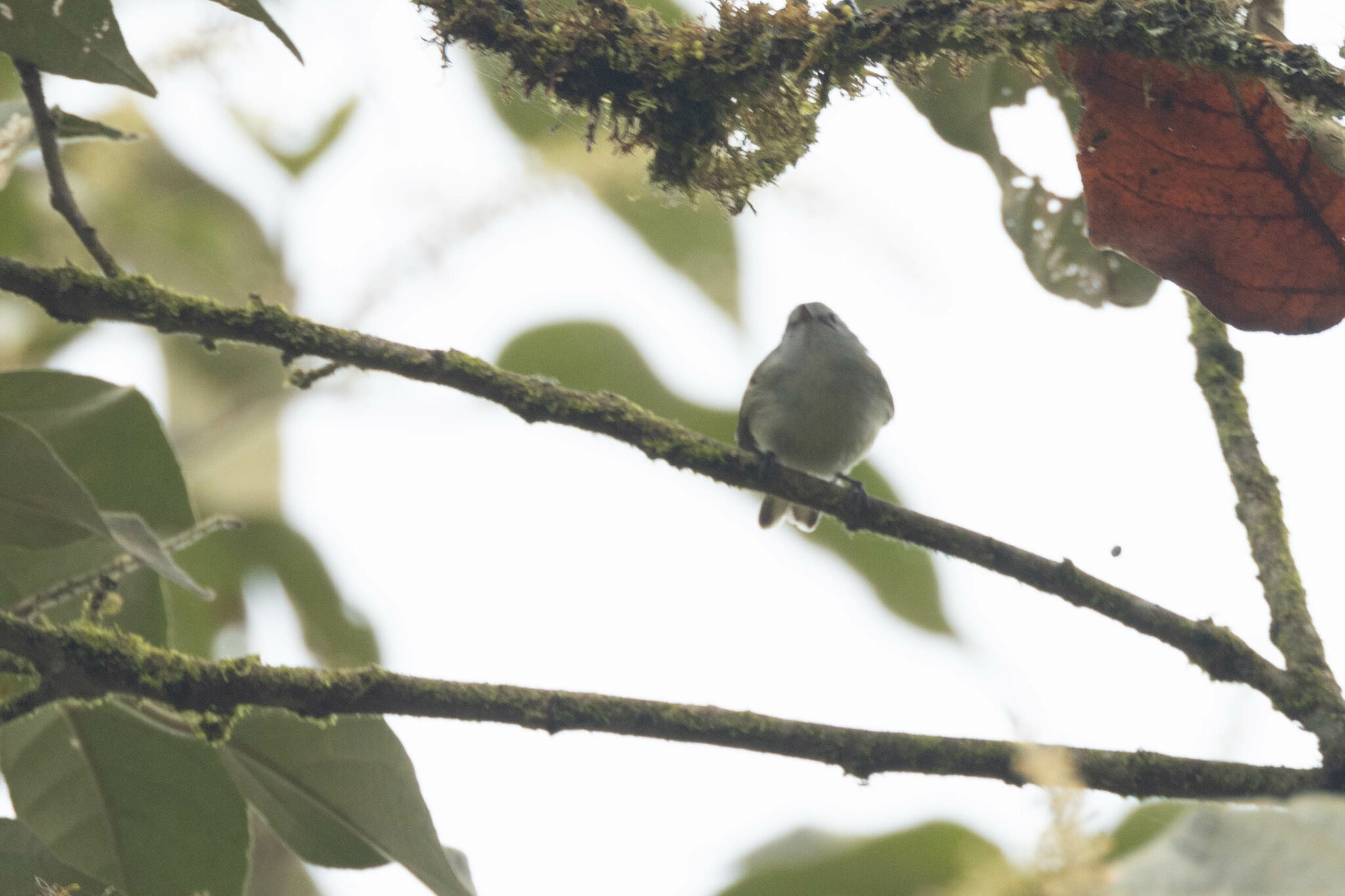 White-banded Tyrannulet (Mecocerculus stictopterus), photo 9
