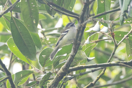 White-banded Tyrannulet (Mecocerculus stictopterus), photo 8