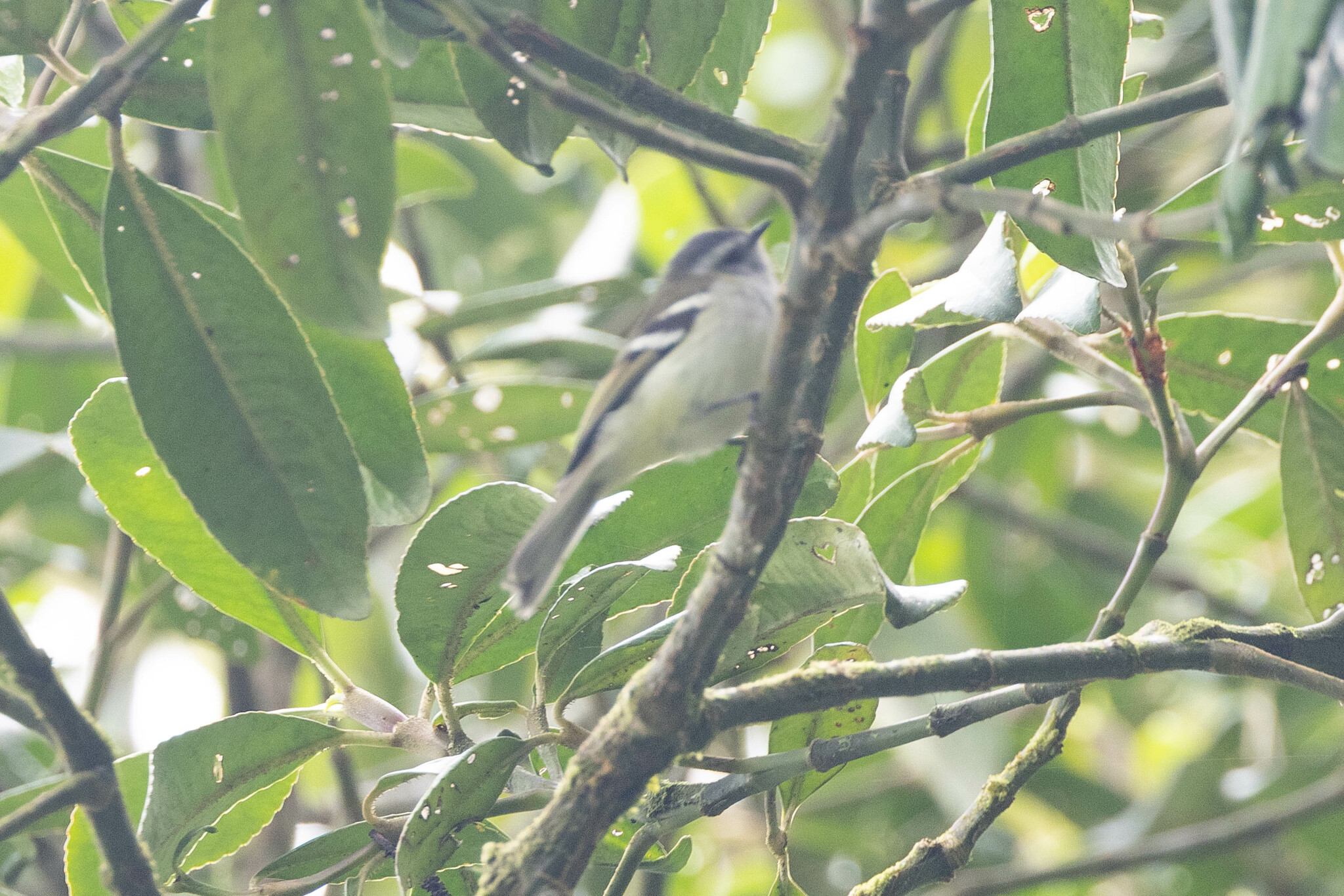 White-banded Tyrannulet (Mecocerculus stictopterus), photo 8