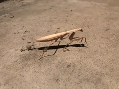 Mantis religiosa