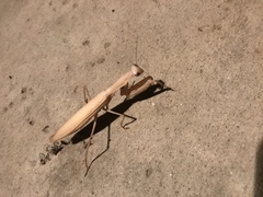Mantis religiosa