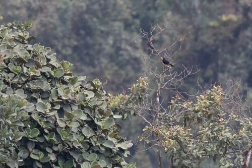 Glossy-black Thrush (Turdus serranus), photo 5