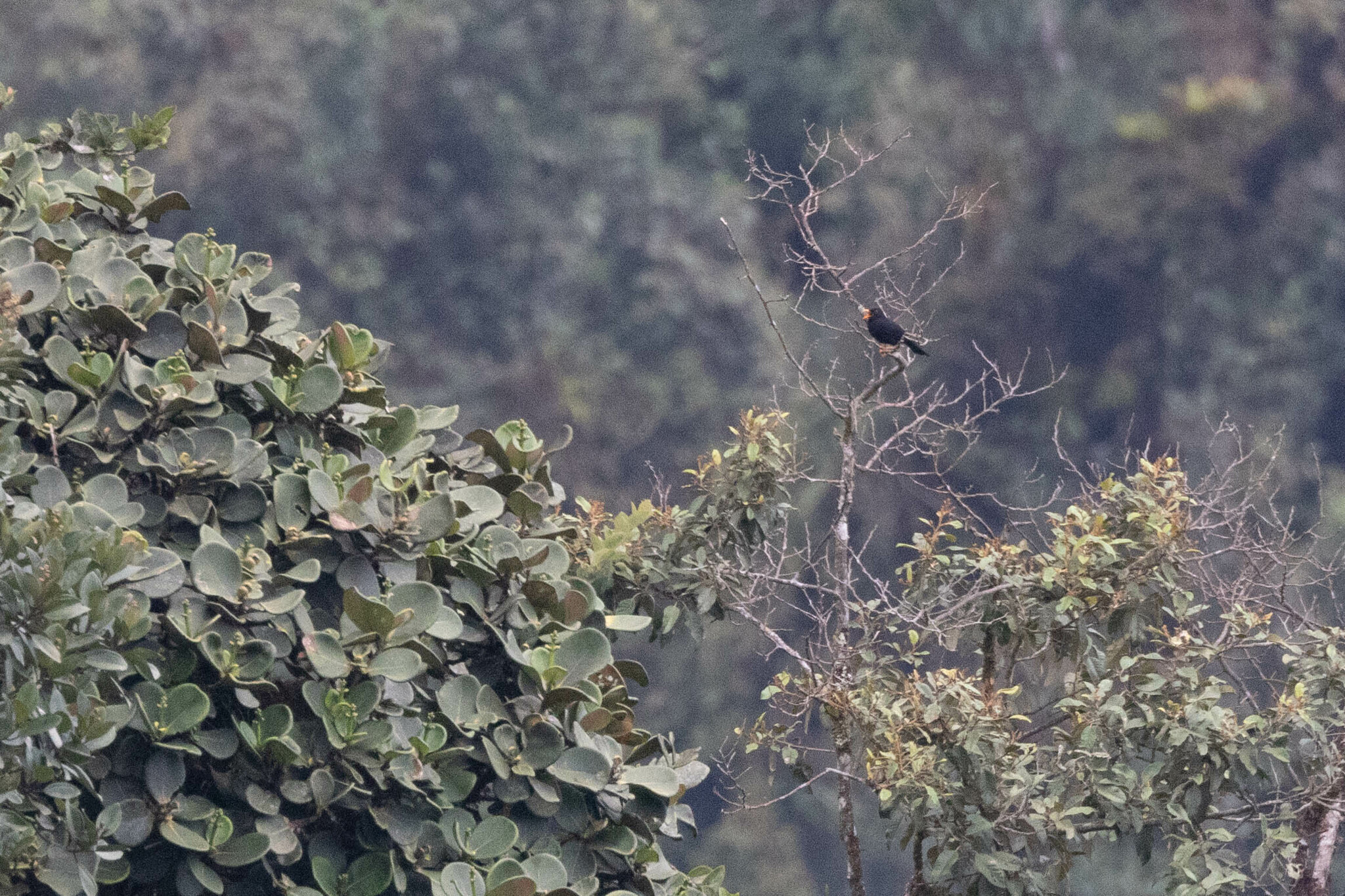 Glossy-black Thrush (Turdus serranus), photo 4