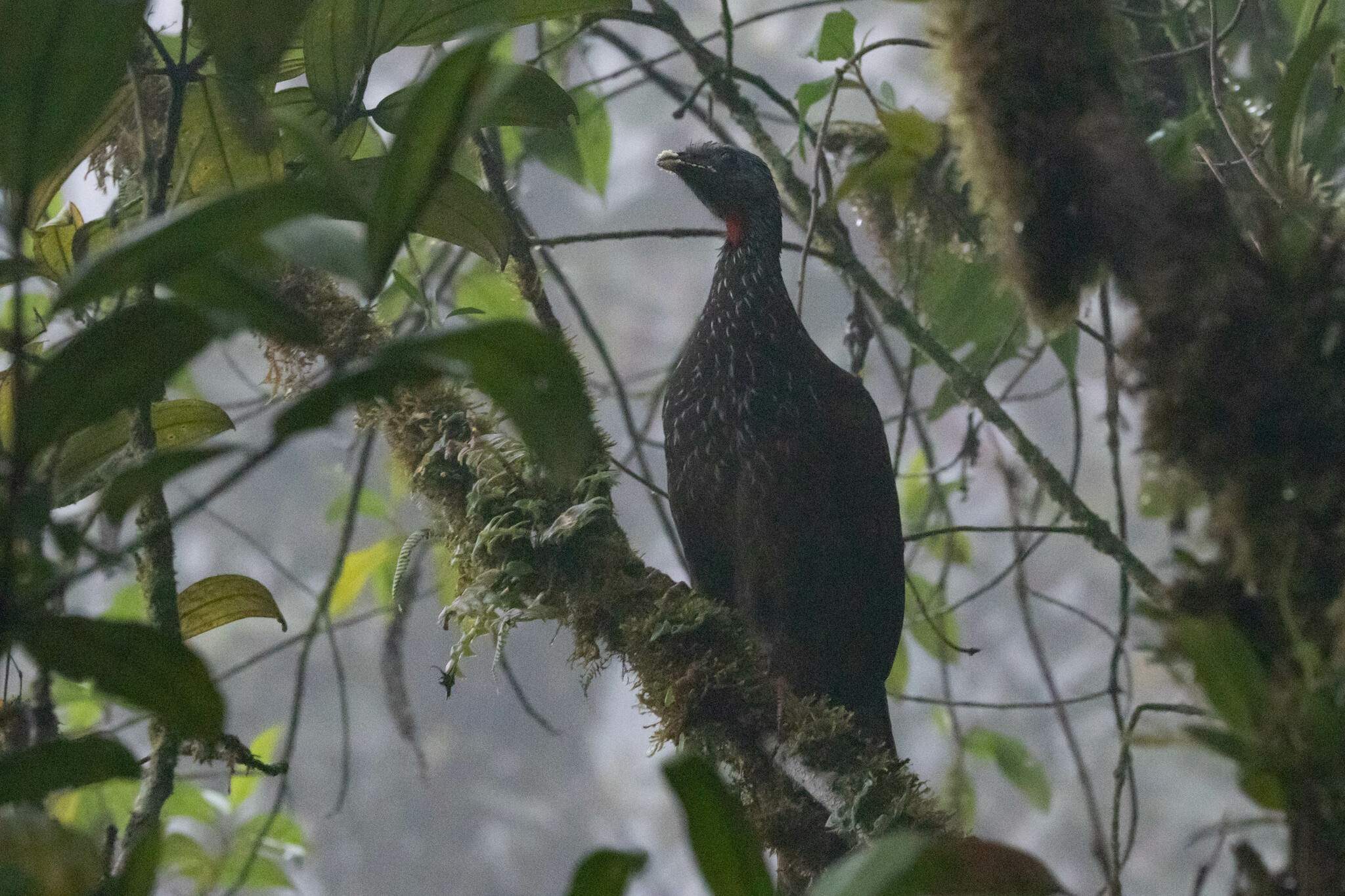 Bearded Guan (Penelope barbata), photo 3