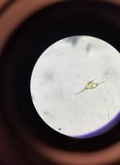 Miozoa