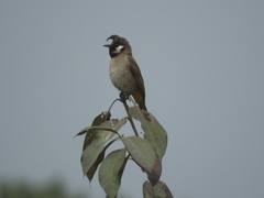 Pycnonotus leucogenys