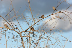 Haemorhous mexicanus