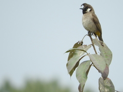 Pycnonotus leucogenys