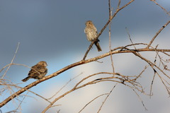 Haemorhous mexicanus