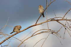 Haemorhous mexicanus