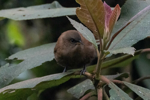 Rufous Wren (Cinnycerthia unirufa), photo 6