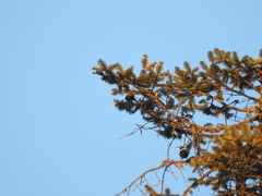 Turdus albocinctus