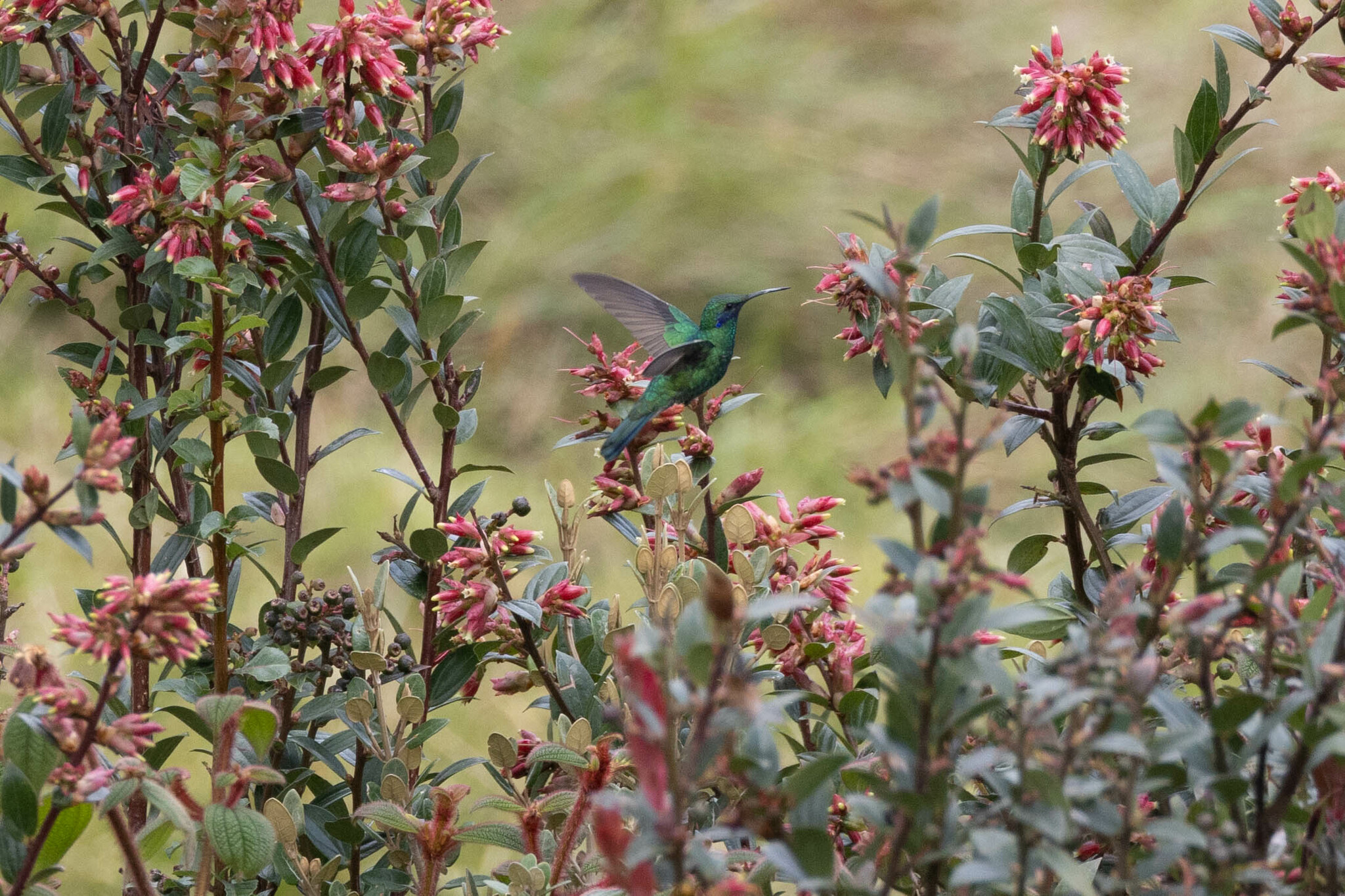 Colibri image
