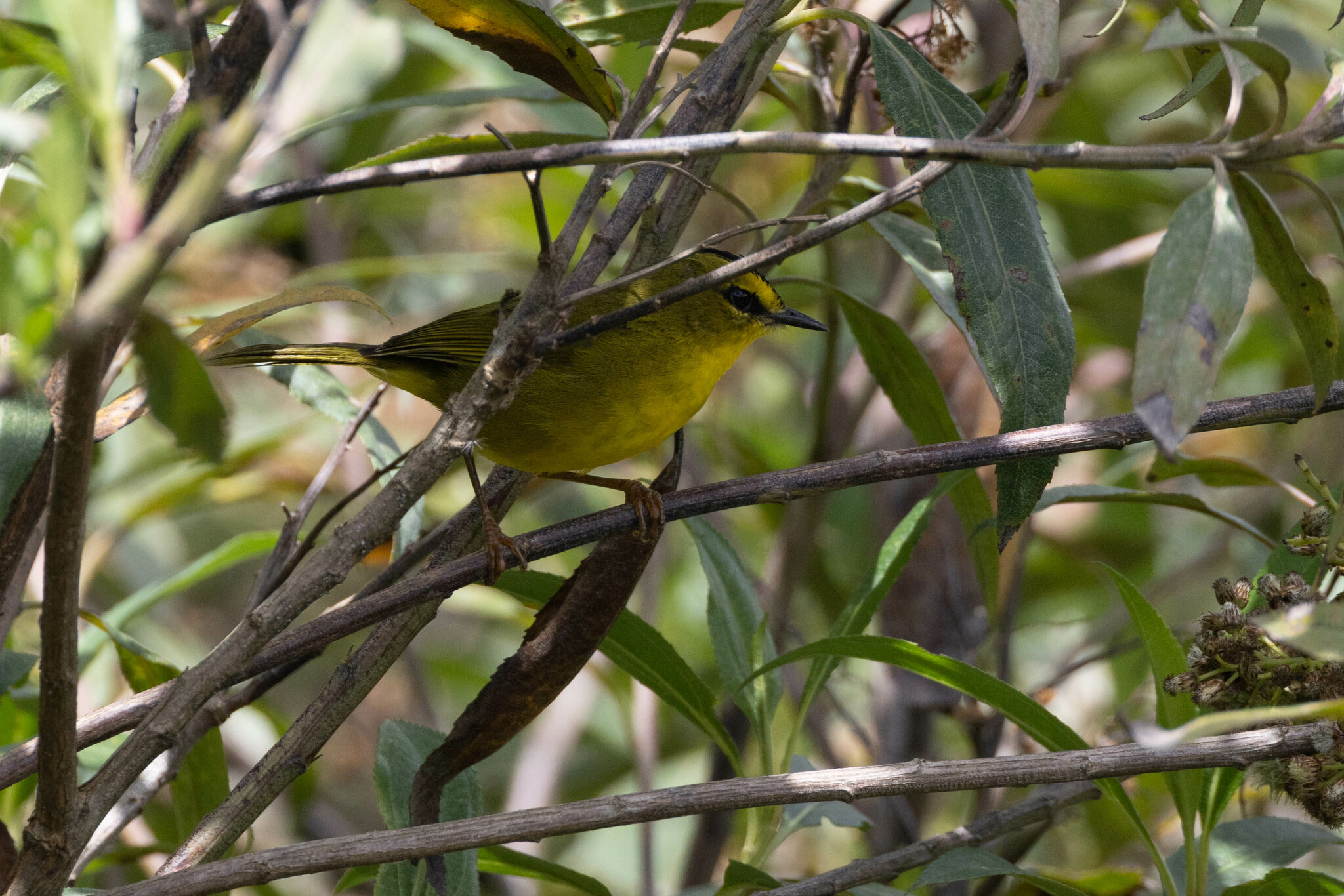 Myiothlypis nigrocristata image