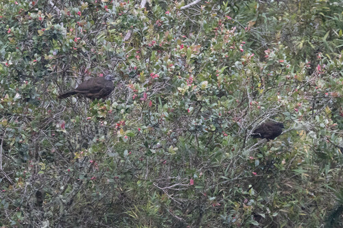 Bearded Guan (Penelope barbata), photo 4