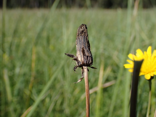 Jaapiella hypochoeridis