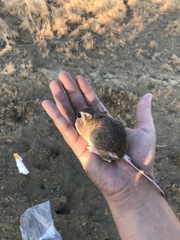 Dipodomys heermanni