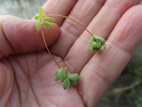 Image of Stream Muggiegrass (Adenogramma natans) by (c) linkie, some rights reserved (CC BY)
