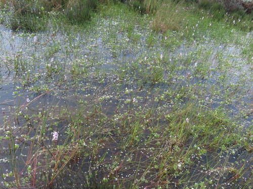 Image of Stream Muggiegrass (Adenogramma natans) by (c) linkie, some rights reserved (CC BY)