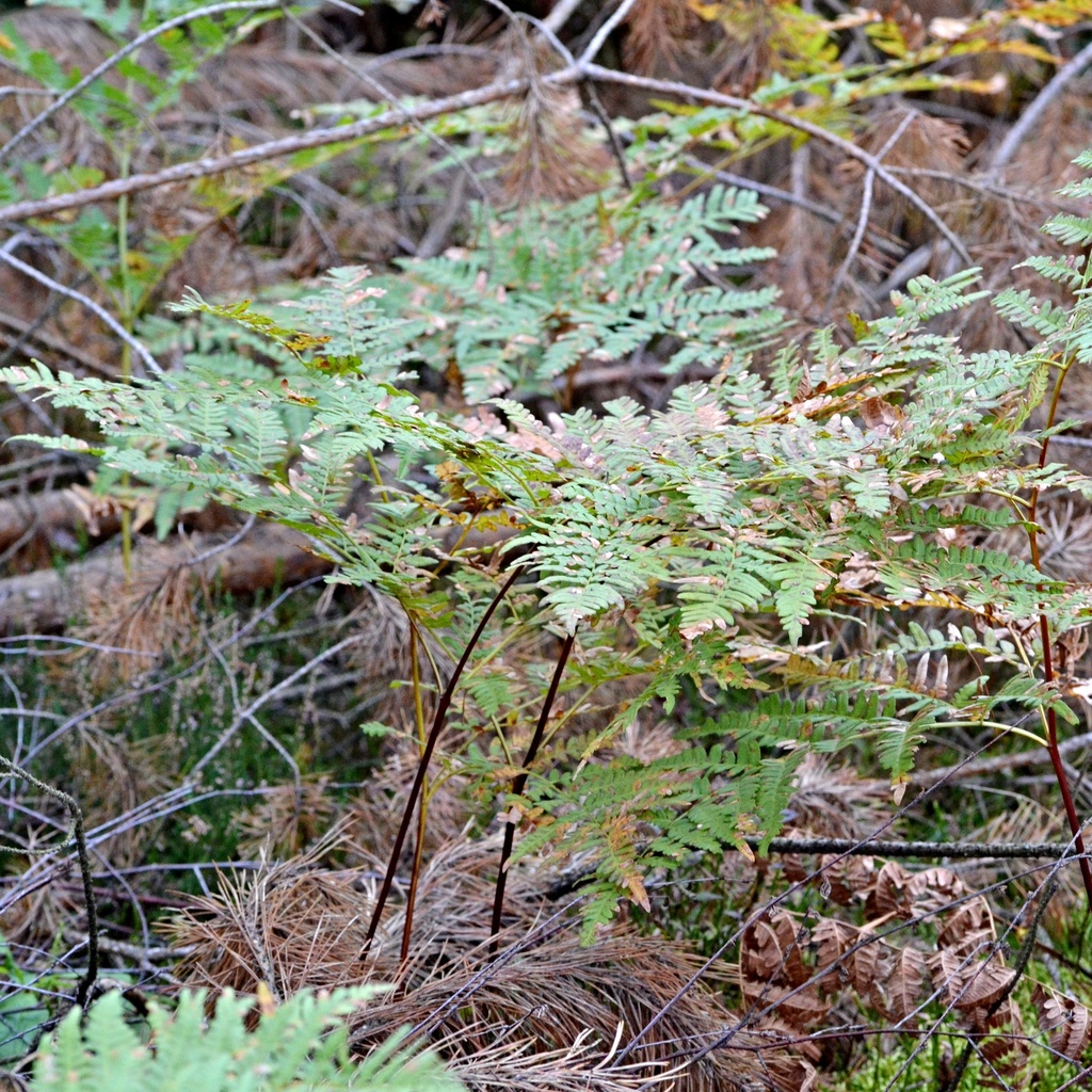 common bracken from 294 23 Čistá, Česko on September 26, 2023 at 0403
