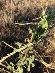 Sphecius