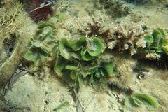 Dictyosphaeria sericea