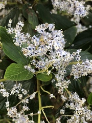 Ceanothus arboreus