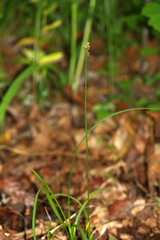 Carex pallida