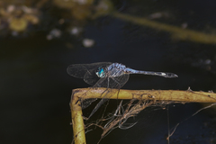 Micrathyria aequalis