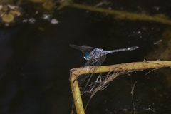 Micrathyria aequalis