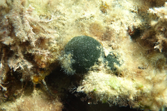 Ball seaweed