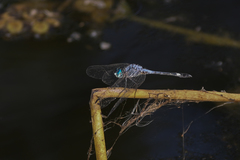 Micrathyria aequalis