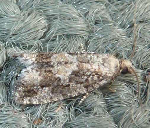 Larch Needleworm