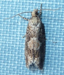 Zeiraphera improbana