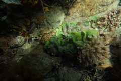 Dictyosphaeria sericea