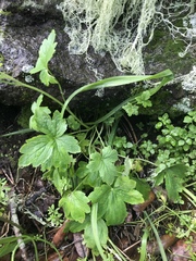 Lithophragma maximum