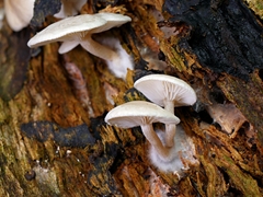 Clitocybe semiocculta