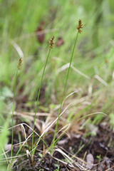 Carex pallida