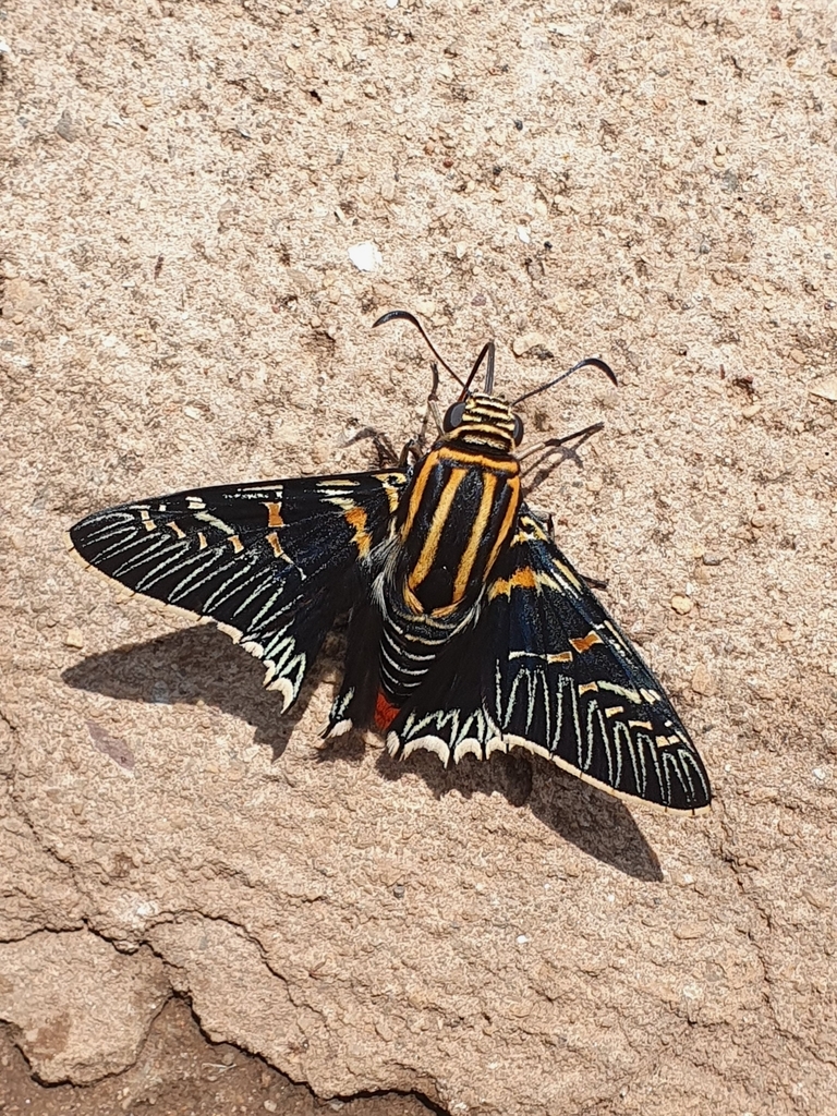 Microceris variicolor