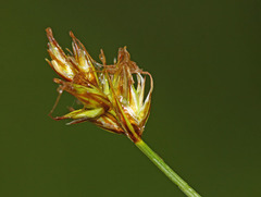 Carex pallida