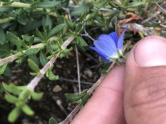 Nemophila menziesii