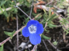 Nemophila menziesii
