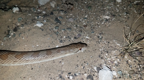 Arizona pacata