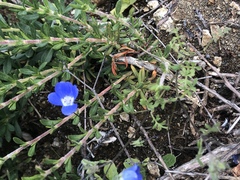 Nemophila menziesii